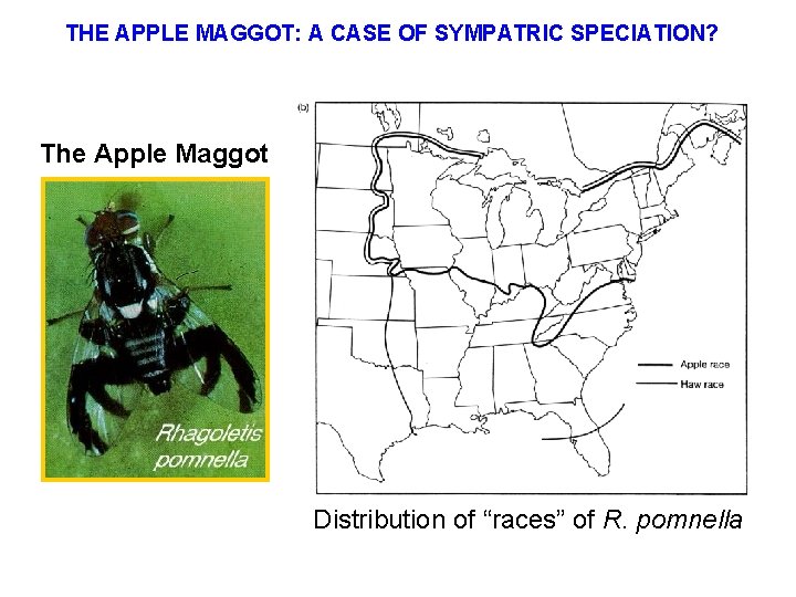 THE APPLE MAGGOT: A CASE OF SYMPATRIC SPECIATION? The Apple Maggot Distribution of “races”