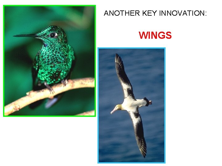 ANOTHER KEY INNOVATION: WINGS 