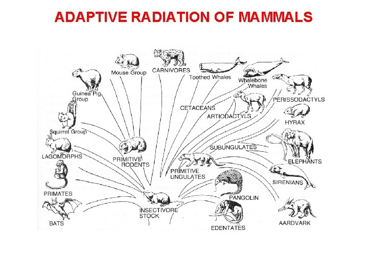 ADAPTIVE RADIATION OF MAMMALS 