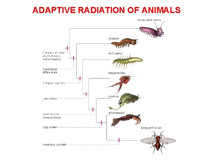 ADAPTIVE RADIATION OF ANIMALS 