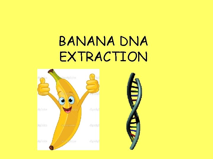 BANANA DNA EXTRACTION 