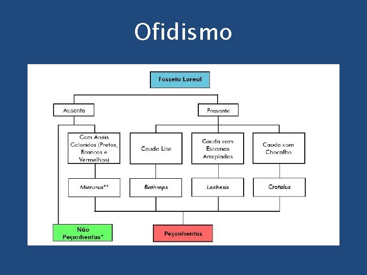 Ofidismo 