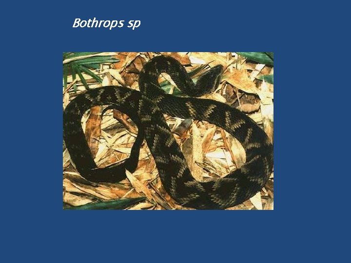 Bothrops sp 