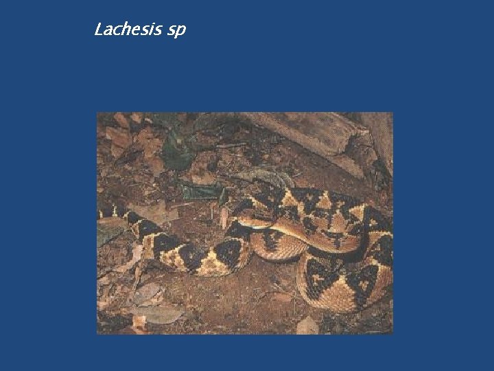 Lachesis sp 