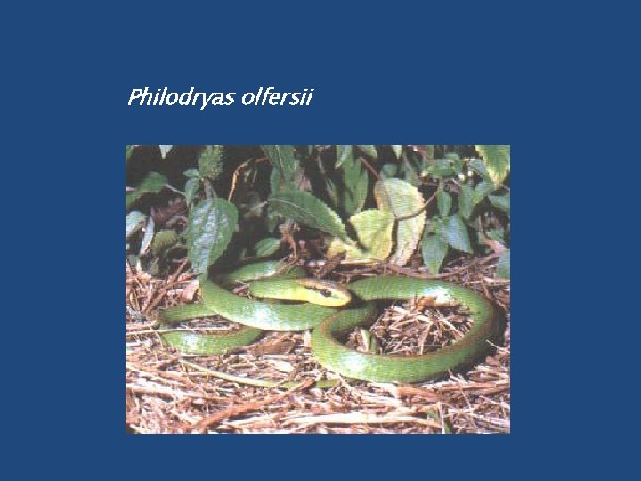 Philodryas olfersii 