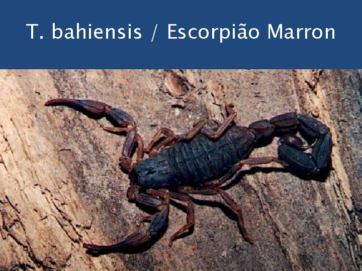 T. bahiensis / Escorpião Marron 