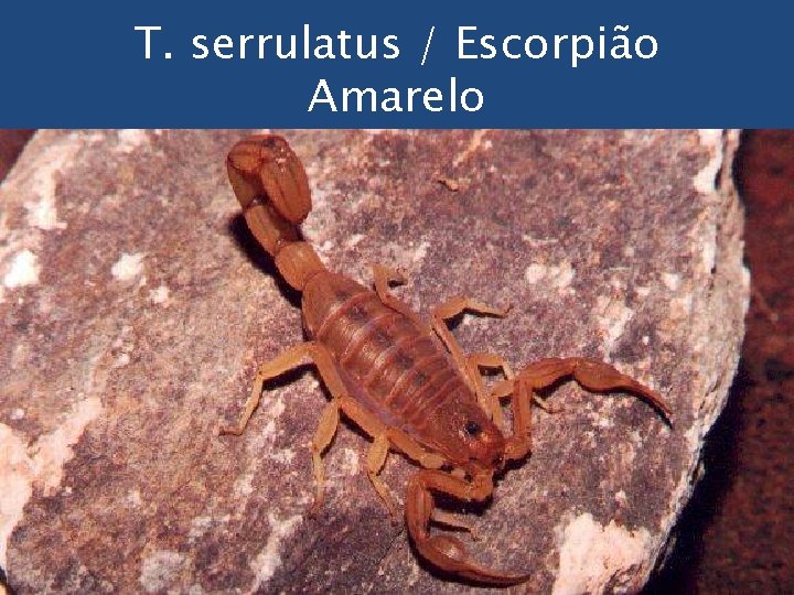 T. serrulatus / Escorpião Amarelo 