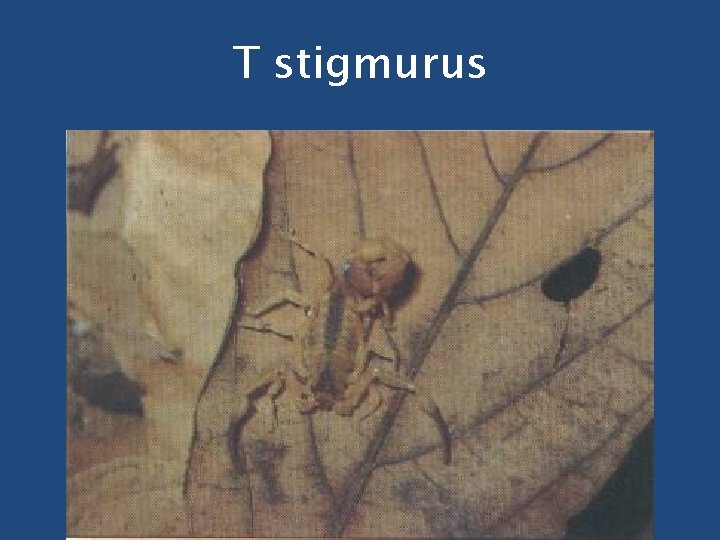 T stigmurus 