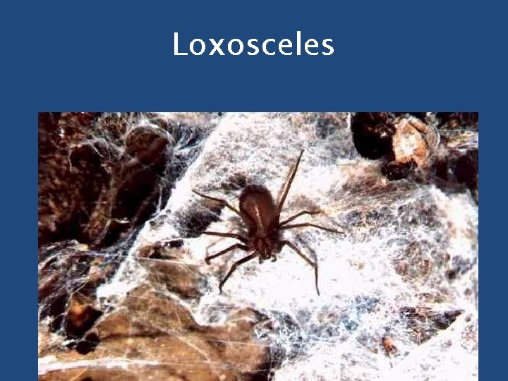 Loxosceles 