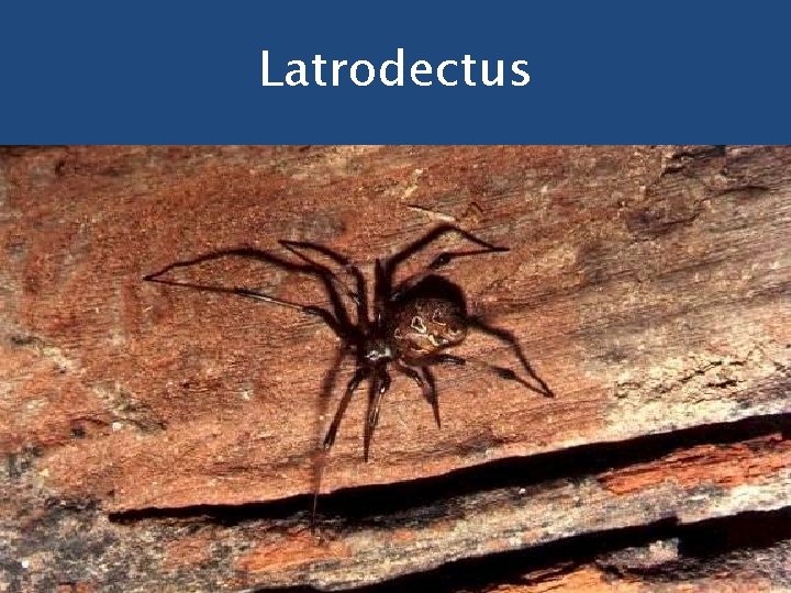 Latrodectus 