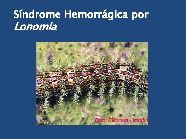 Síndrome Hemorrágica por Lonomia 