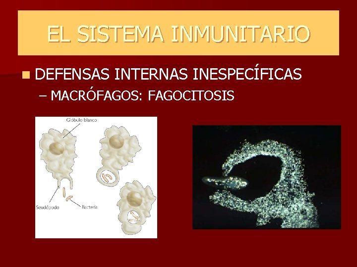 EL SISTEMA INMUNITARIO n DEFENSAS INTERNAS INESPECÍFICAS – MACRÓFAGOS: FAGOCITOSIS EL SISTEMA INMUNITARIO n DEFENSAS INTERNAS INESPECÍFICAS – MACRÓFAGOS: FAGOCITOSIS