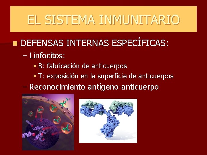 EL SISTEMA INMUNITARIO n DEFENSAS INTERNAS ESPECÍFICAS: – Linfocitos: § B: fabricación de anticuerpos EL SISTEMA INMUNITARIO n DEFENSAS INTERNAS ESPECÍFICAS: – Linfocitos: § B: fabricación de anticuerpos