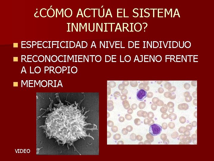 ¿CÓMO ACTÚA EL SISTEMA INMUNITARIO? n ESPECIFICIDAD A NIVEL DE INDIVIDUO n RECONOCIMIENTO DE ¿CÓMO ACTÚA EL SISTEMA INMUNITARIO? n ESPECIFICIDAD A NIVEL DE INDIVIDUO n RECONOCIMIENTO DE