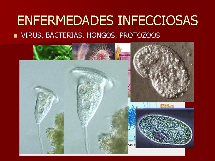 ENFERMEDADES INFECCIOSAS n VIRUS, BACTERIAS, HONGOS, PROTOZOOS ENFERMEDADES INFECCIOSAS n VIRUS, BACTERIAS, HONGOS, PROTOZOOS