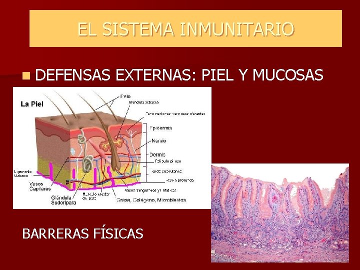 EL SISTEMA INMUNITARIO n DEFENSAS EXTERNAS: PIEL Y MUCOSAS BARRERAS FÍSICAS EL SISTEMA INMUNITARIO n DEFENSAS EXTERNAS: PIEL Y MUCOSAS BARRERAS FÍSICAS