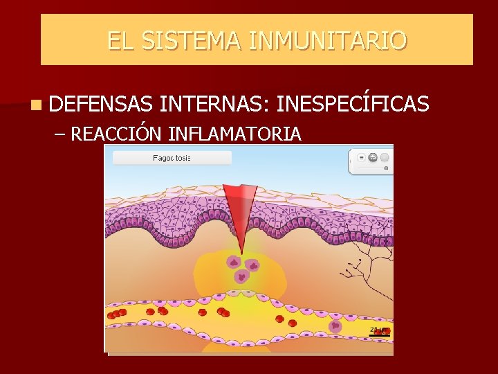 EL SISTEMA INMUNITARIO n DEFENSAS INTERNAS: INESPECÍFICAS – REACCIÓN INFLAMATORIA EL SISTEMA INMUNITARIO n DEFENSAS INTERNAS: INESPECÍFICAS – REACCIÓN INFLAMATORIA