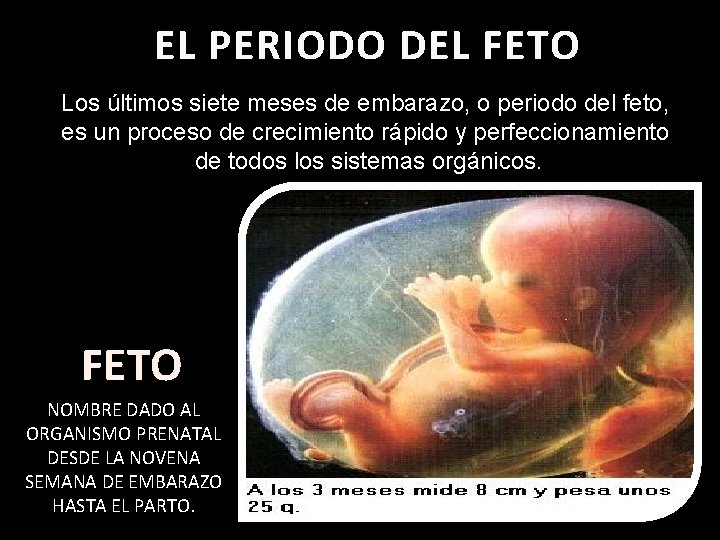 EL PERIODO DEL FETO Los últimos siete meses de embarazo, o periodo del feto,