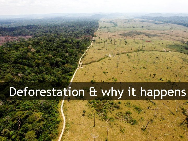 Deforestation & why it happens 