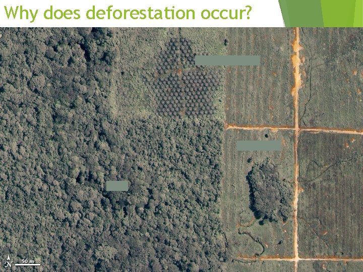 Why does deforestation occur? 