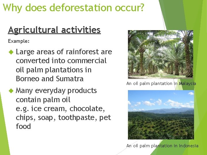 Why does deforestation occur? Agricultural activities Example: Large areas of rainforest are converted into