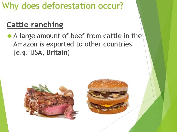 Why does deforestation occur? Cattle ranching A large amount of beef from cattle in