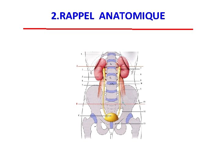 2. RAPPEL ANATOMIQUE 