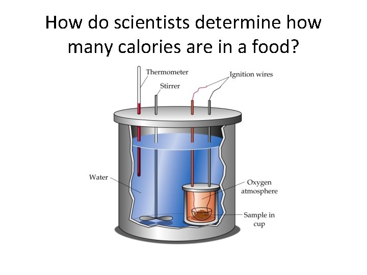 All Cells Change Fuel Food into Energy Food