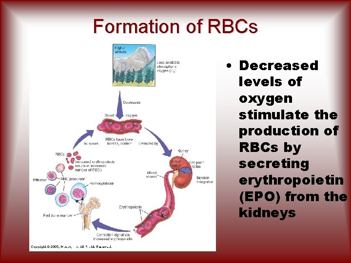 The Blood Transport System FUNCTIONS 1 2 3