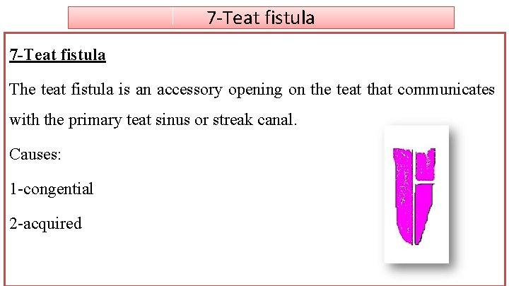 7 -Teat fistula The teat fistula is an accessory opening on the teat that