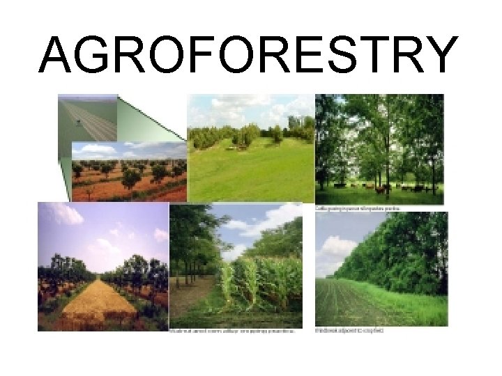 AGROFORESTRY 