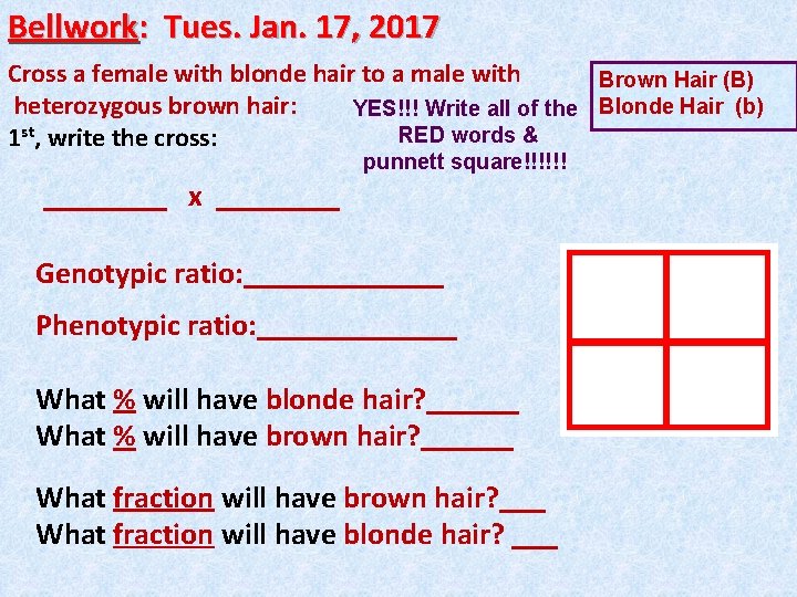 Bellwork: Tues. Jan. 17, 2017 Cross a female with blonde hair to a male