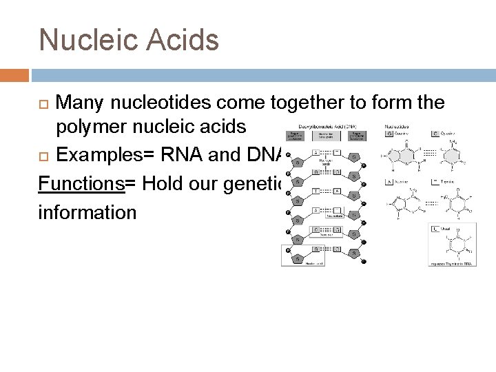 Nucleic Acids Many nucleotides come together to form the polymer nucleic acids Examples= RNA