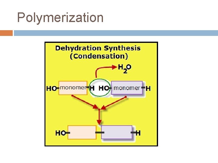 Polymerization 