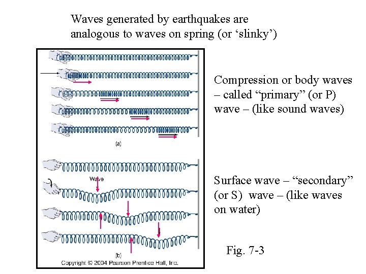 Waves generated by earthquakes are analogous to waves on spring (or ‘slinky’) Compression or