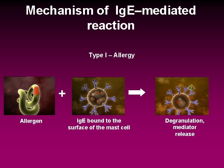 Mechanism of Ig. E–mediated reaction Type I – Allergy + Allergen Ig. E bound