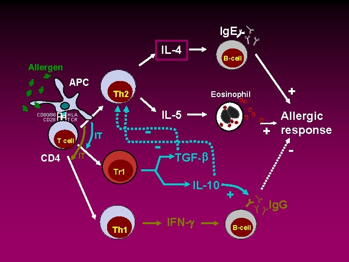 Ig. E IL-4 B-cell Allergen APC Th 2 CD 80/86 CD 28 HLA TCR