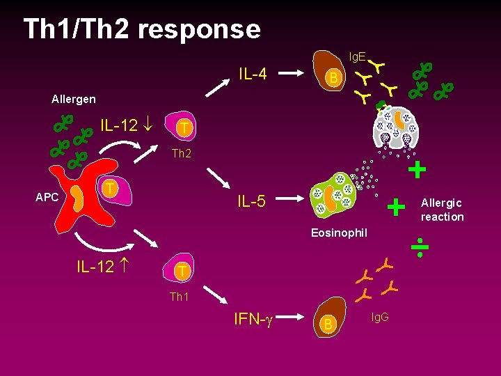 Th 1/Th 2 response Ig. E IL-4 B Allergen IL-12 T Th 2 APC