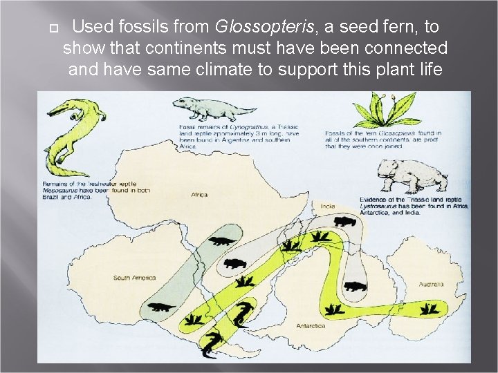  Used fossils from Glossopteris, a seed fern, to show that continents must have