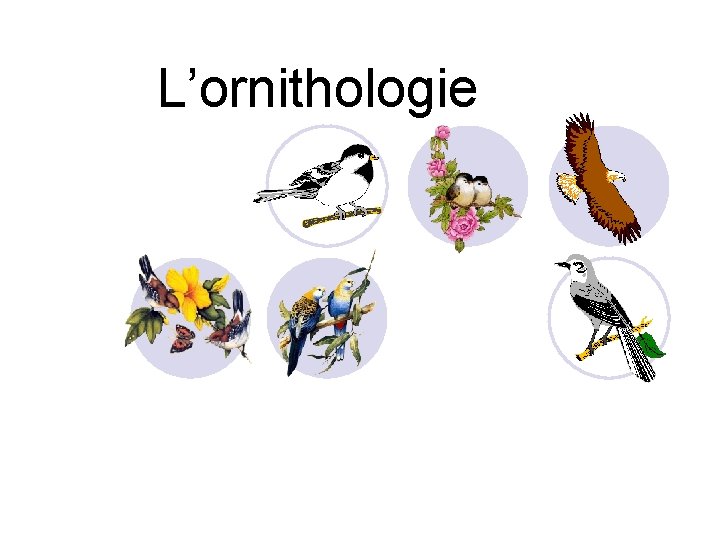 L’ornithologie 