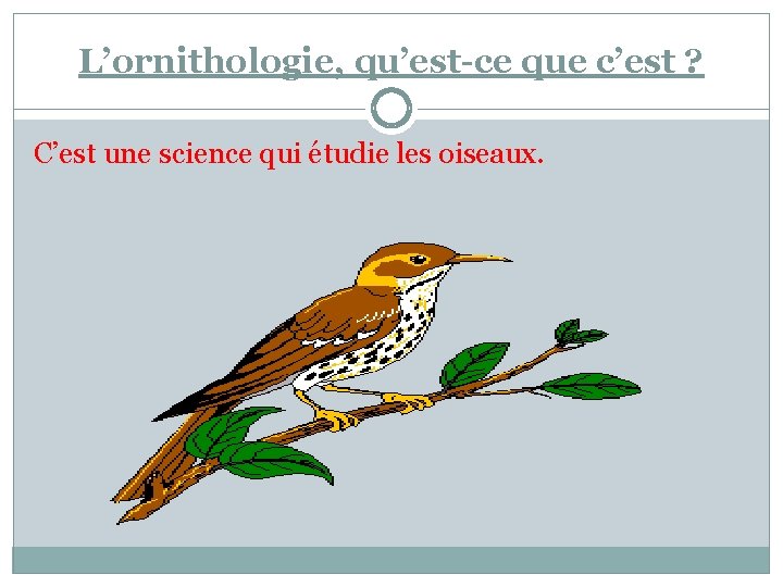 L’ornithologie, qu’est-ce que c’est ? C’est une science qui étudie les oiseaux. 