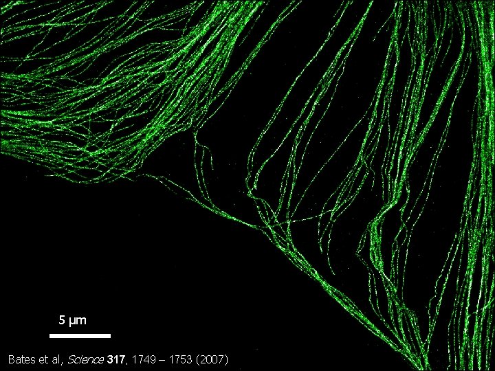 5 μm Bates et al, Science 317, 1749 – 1753 (2007) 