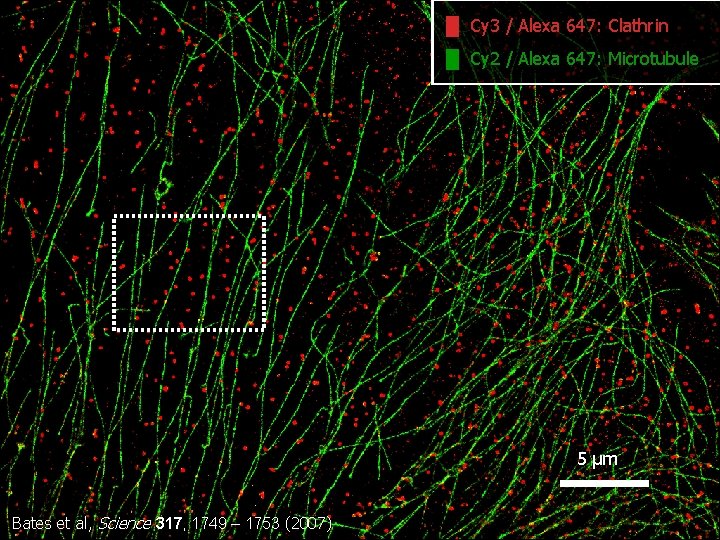 █ Cy 3 / Alexa 647: Clathrin █ Cy 2 / Alexa 647: Microtubule