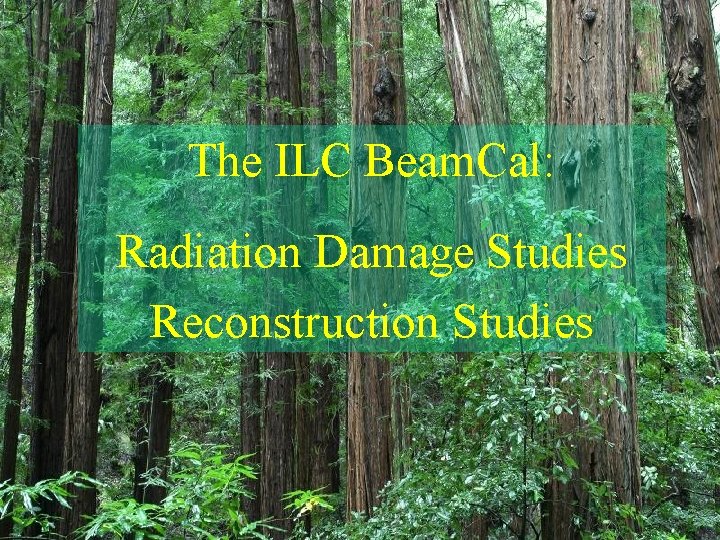 The ILC Beam. Cal: Radiation Damage Studies Reconstruction Studies 