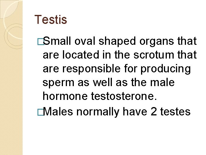 Testis �Small oval shaped organs that are located in the scrotum that are responsible Testis �Small oval shaped organs that are located in the scrotum that are responsible