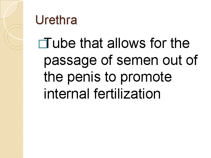 Urethra �Tube that allows for the passage of semen out of the penis to Urethra �Tube that allows for the passage of semen out of the penis to