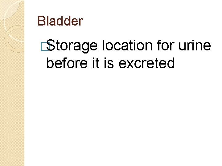 Bladder �Storage location for urine before it is excreted Bladder �Storage location for urine before it is excreted