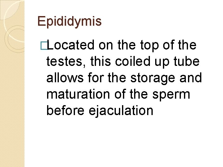 Epididymis �Located on the top of the testes, this coiled up tube allows for Epididymis �Located on the top of the testes, this coiled up tube allows for