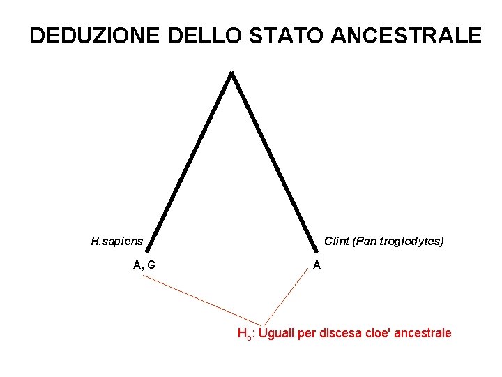 DEDUZIONE DELLO STATO ANCESTRALE H. sapiens A, G Clint (Pan troglodytes) A Ho: Uguali