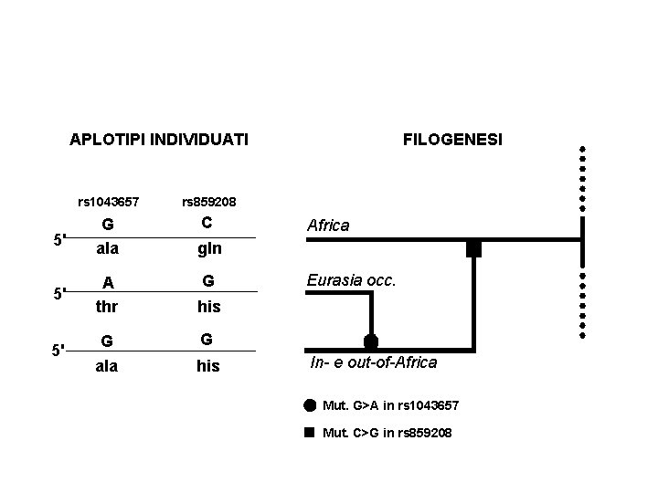 APLOTIPI INDIVIDUATI rs 1043657 rs 859208 5' G ala C 5' A thr 5'